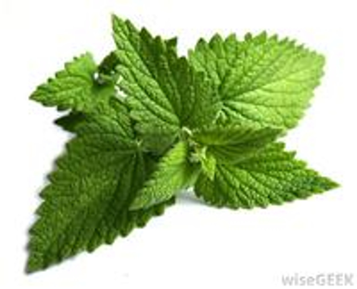 The benefits series: the Power of Peppermint