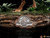 Jurassic Park: The Lost World VELOCIRAPTOR DELUXE 1:10 Art Scale Statue by Iron Studios UNIVJP63622-10