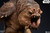 Star Wars Return of the Jedi RANCOR STATUE by Sideshow Collectibles LE 2000