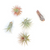 Tillandsia Ionantha Air Plant Variety 5 Pack on Background