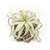Tillandsia air plant in cork bark planter on white background
