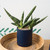 Romey Pot Dark Blue