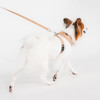 Puppia Dotty Harness