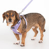 Puppia Ritefit Harness-NEW COLOR VIOLET