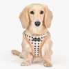 Puppia/Pinkaholic Puppia Jace Harness A 