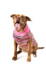 Chilly Dog Pink Multi Cable Knit Wool Sweater 