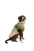 Chilly Dog Ragg Wool  Fairisle Sweater-FINAL SALE 