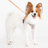  Puppia Windsor Harness A