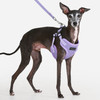 Puppia Soft Mesh Harness C Style-NEW COLOR VIOLET