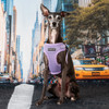 Puppia Soft Mesh Harness C Style-NEW COLOR VIOLET