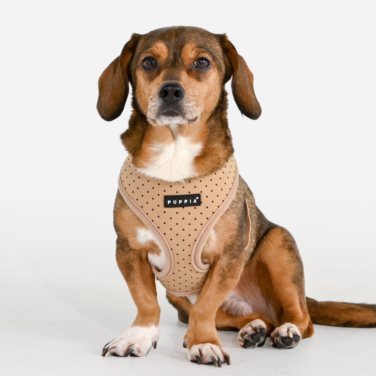 Puppia Dotty Harness