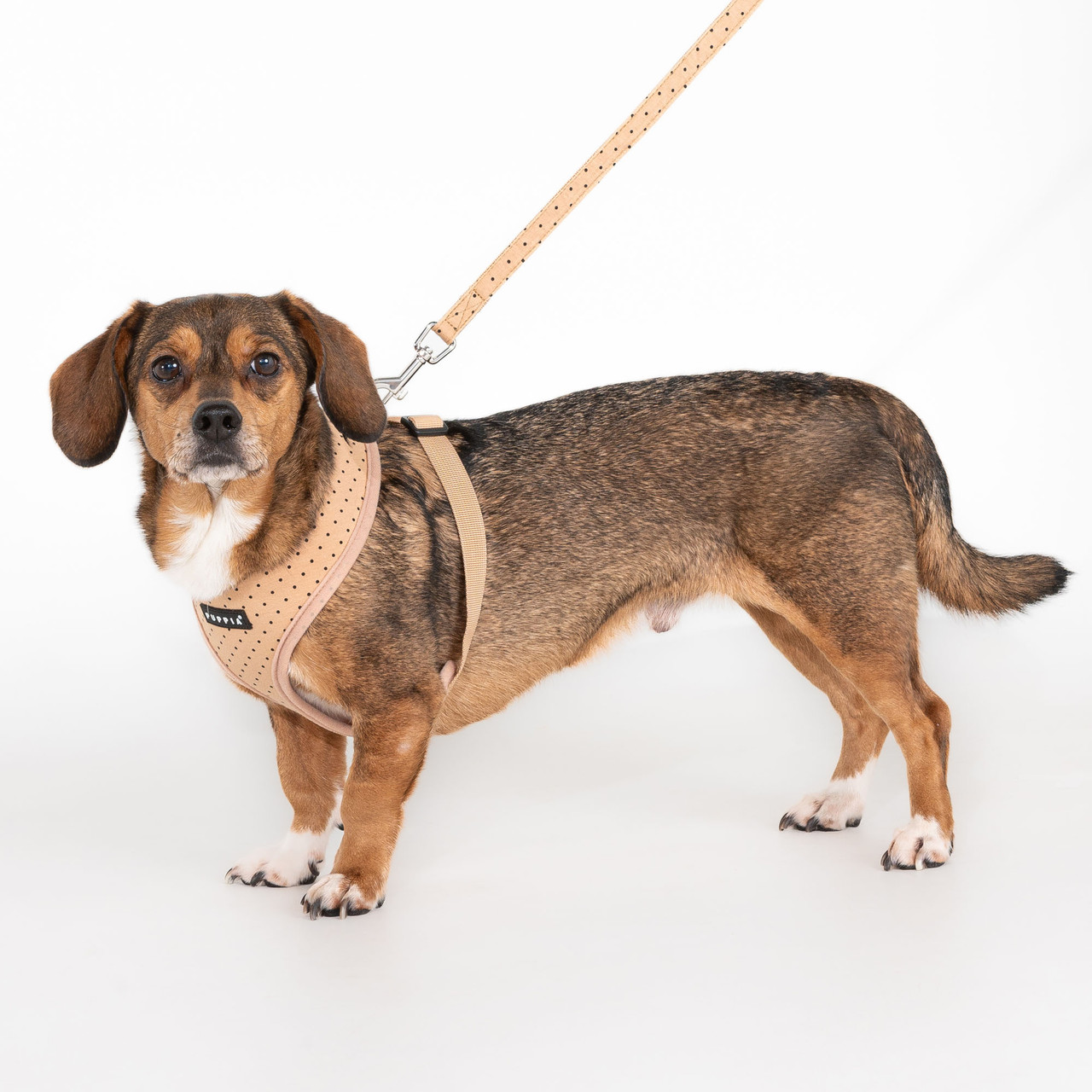 Puppia Dotty Harness