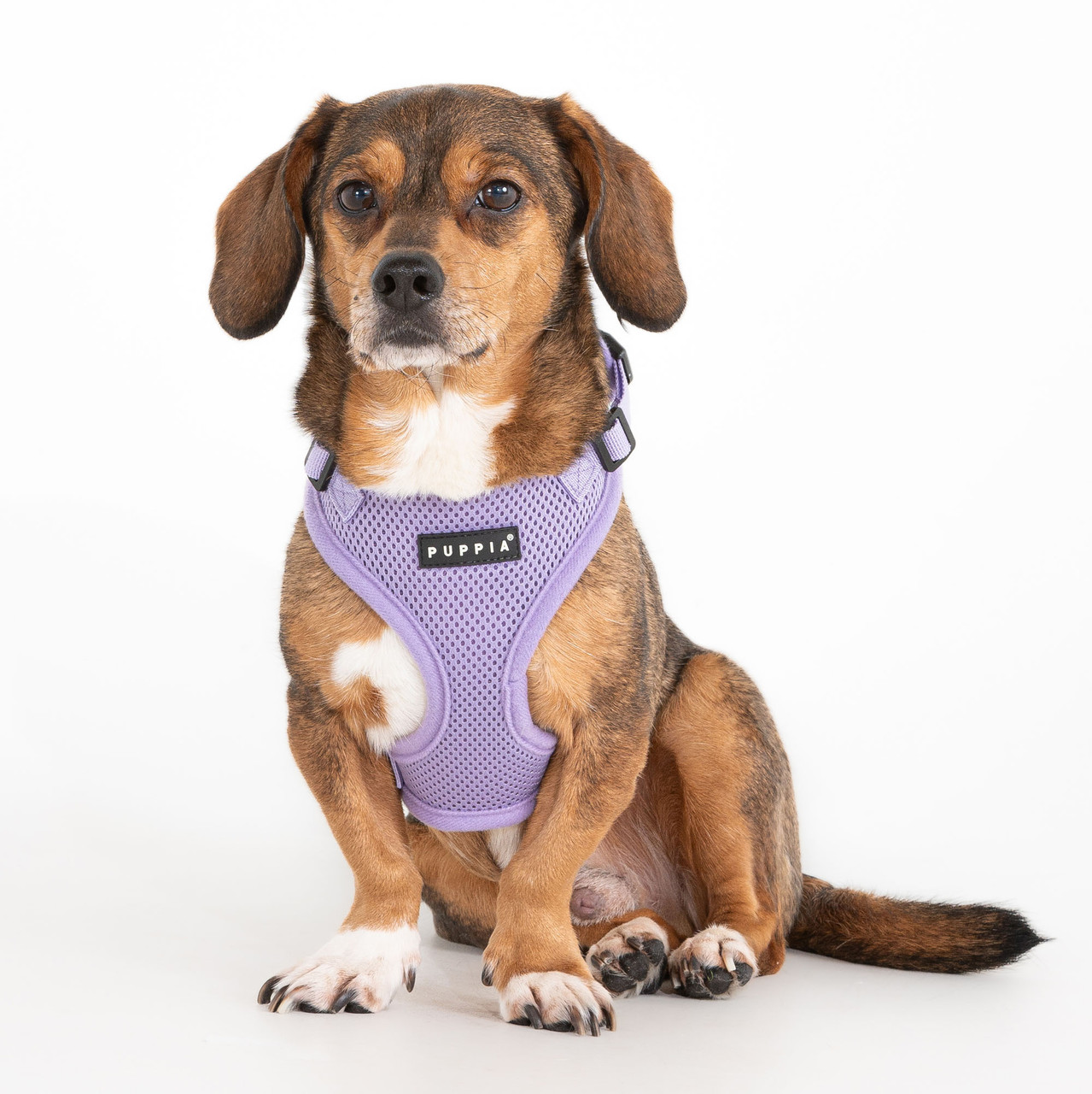 Puppia Ritefit Harness