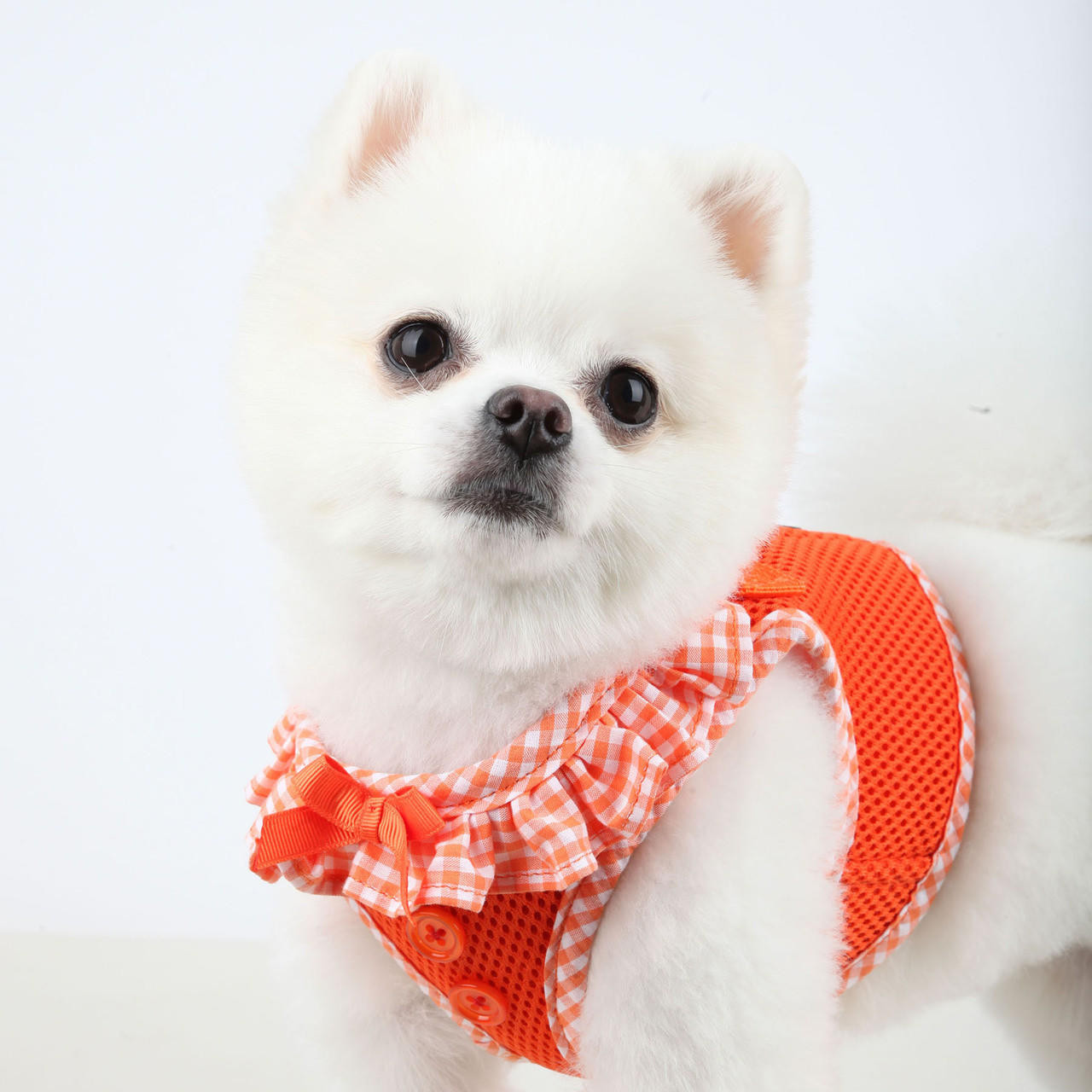 犬服・アクセサリー Pet a Portre PUPPILY HILLS Anniversary Puppia Vivien Vest Harness
