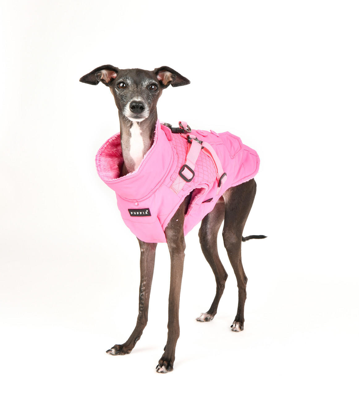 Puppia/Pinkaholic Puppia Wilkes Coat 