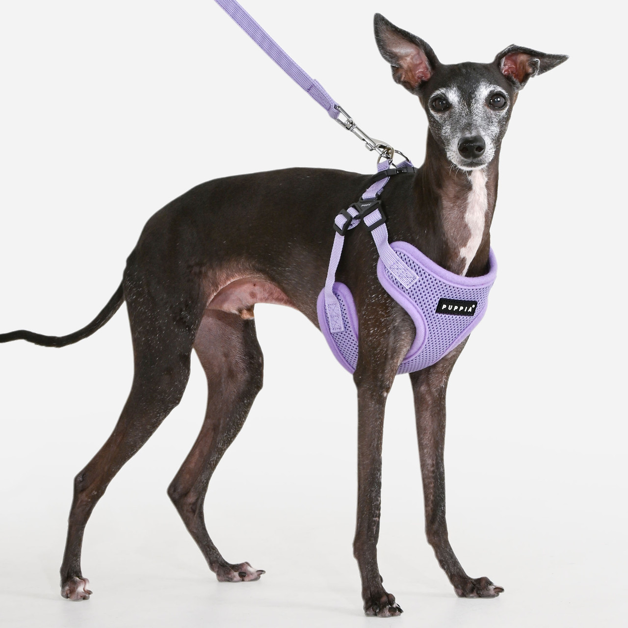 Puppia Soft Mesh Harness C Style