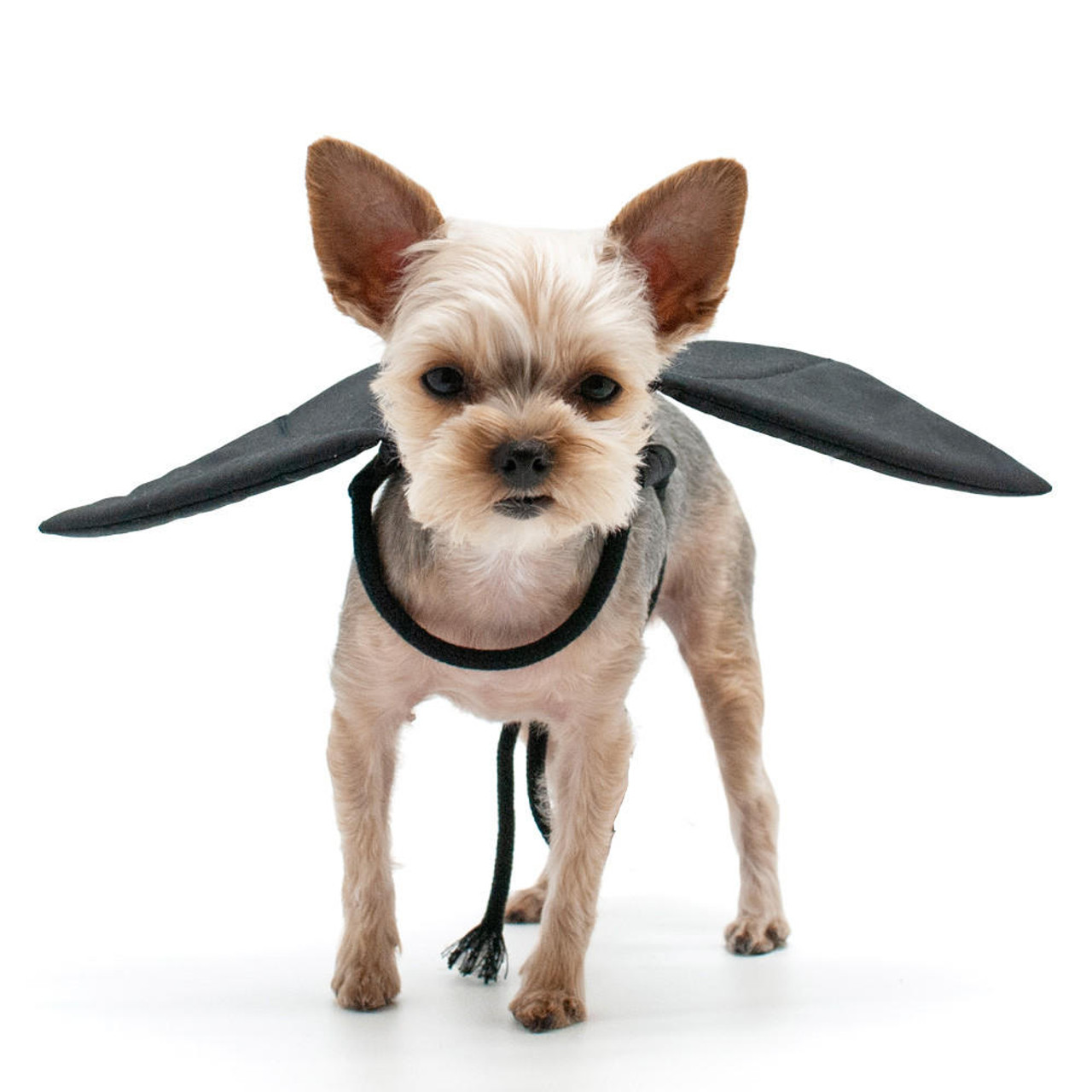  Dogo Bat Wings 