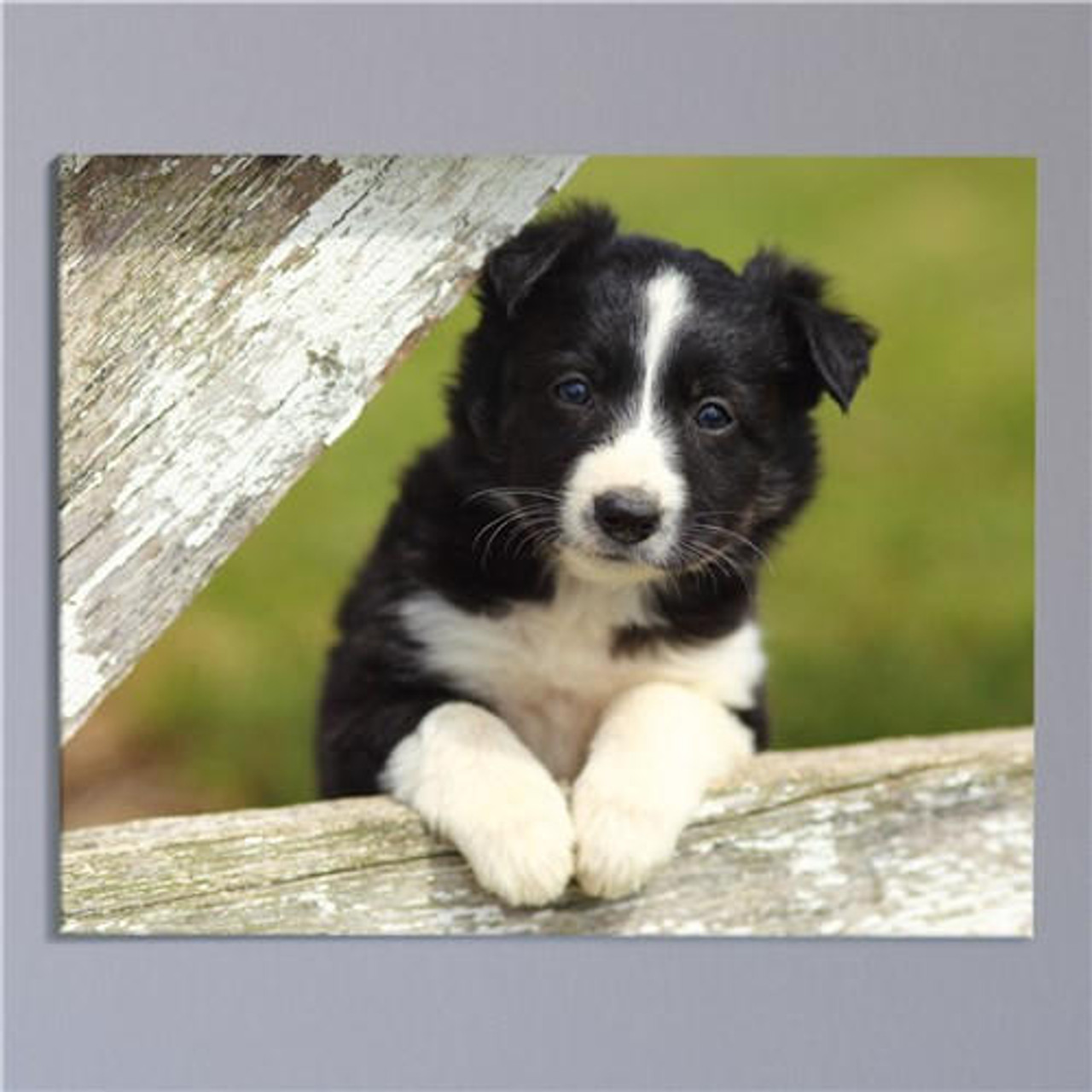  Picture Perfect Pet Photo Canvas 