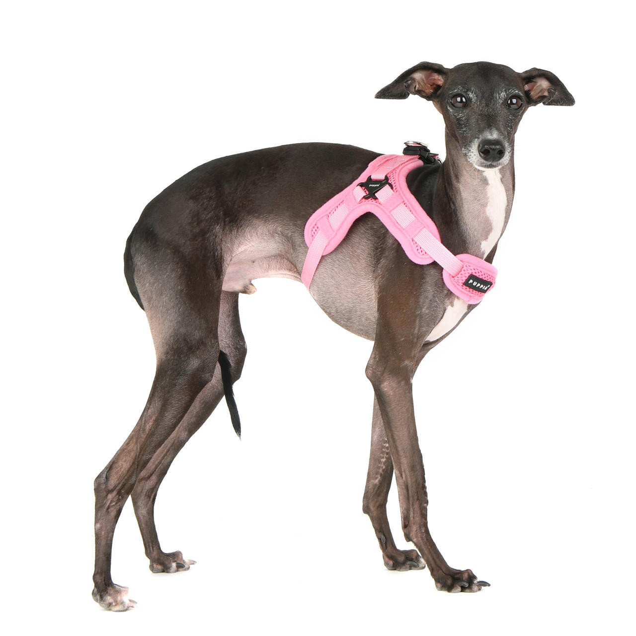 Puppia/Pinkaholic Puppia Soft  Harness X-FINAL SALE 