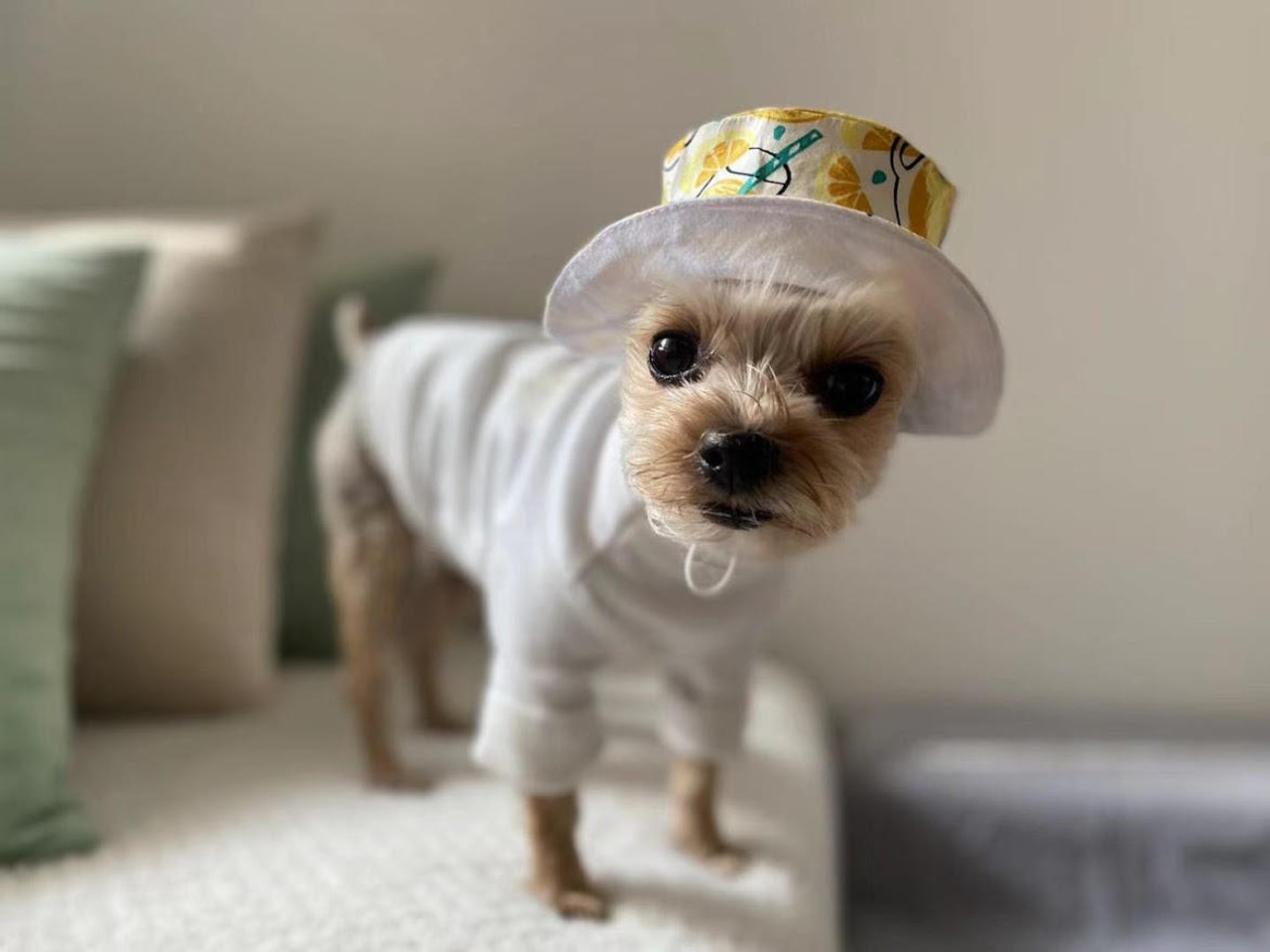 Dog Bucket Hat