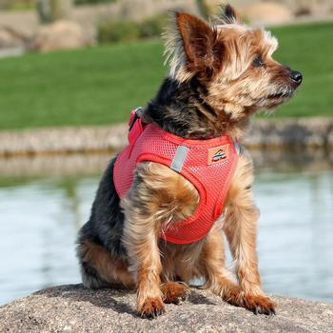 Doggie Design American River Dog Harness Solid Mesh-FINAL SALE 