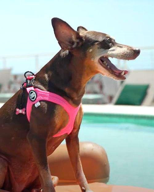 Buddy Belt Classic Leather Harness