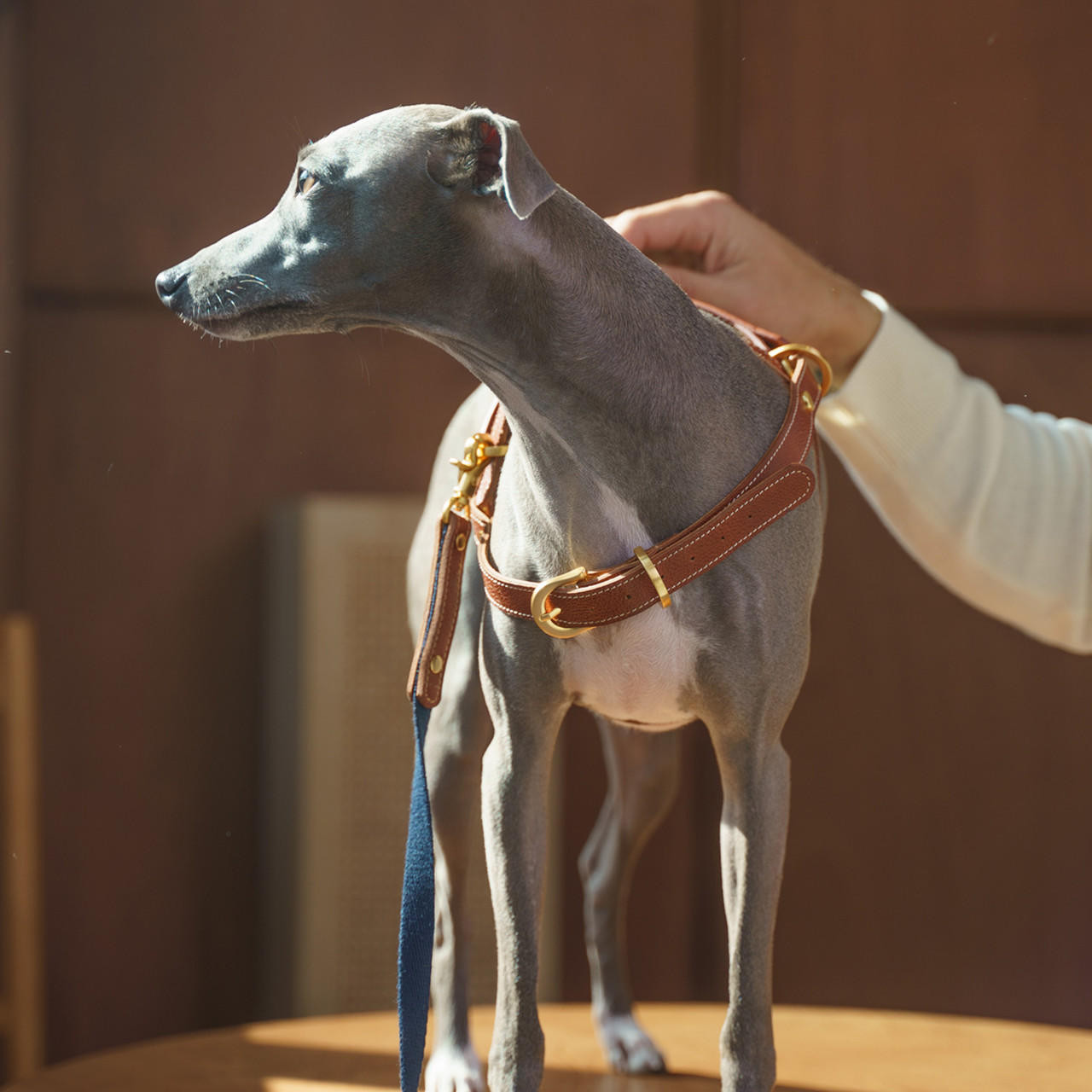  Kandog Leather Handle Harness 