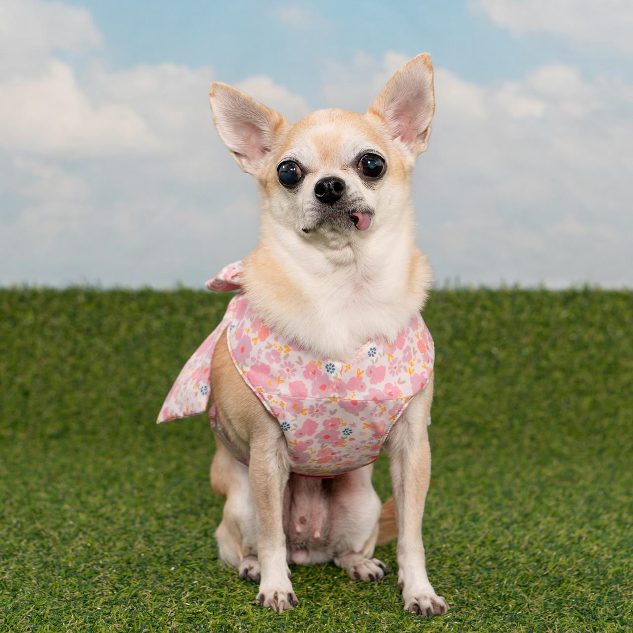 Puppia Soft Mesh Dog Harness - Shop Online!