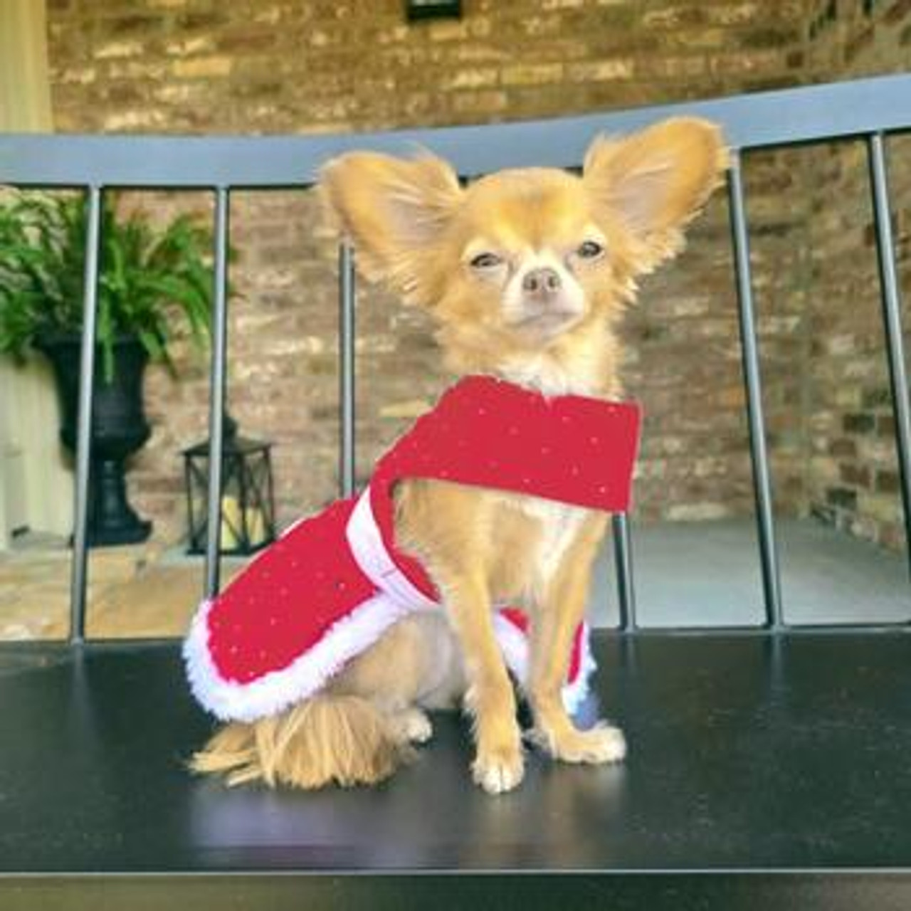 Holiday Dog Harness Dress - Red Velvet Sparkle