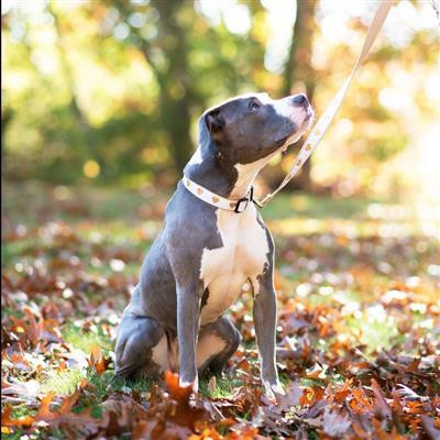 Up Country White Hearts of Gold Dog Collar 