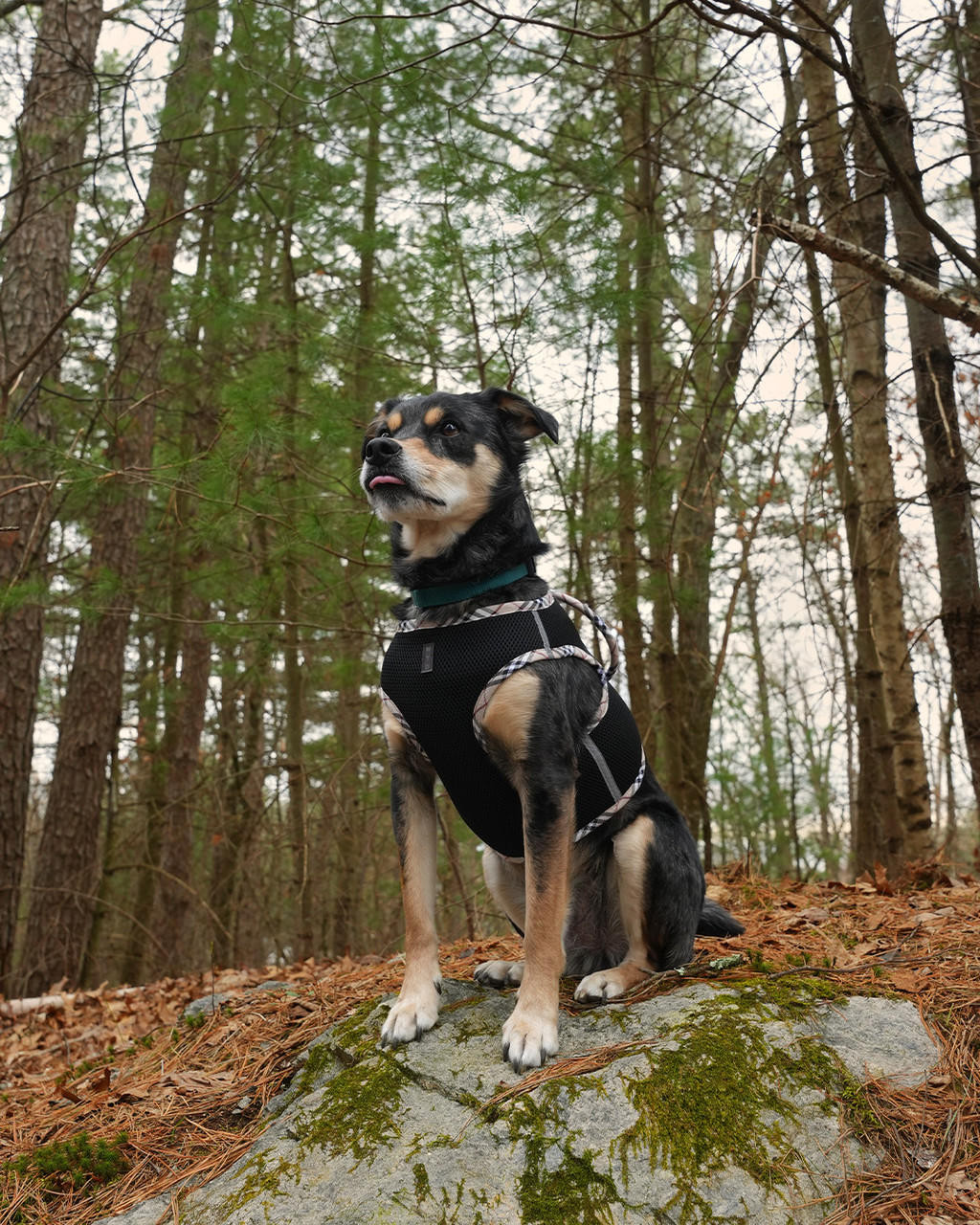 NYD NEW NYD Step-In Mesh Handle Harness 