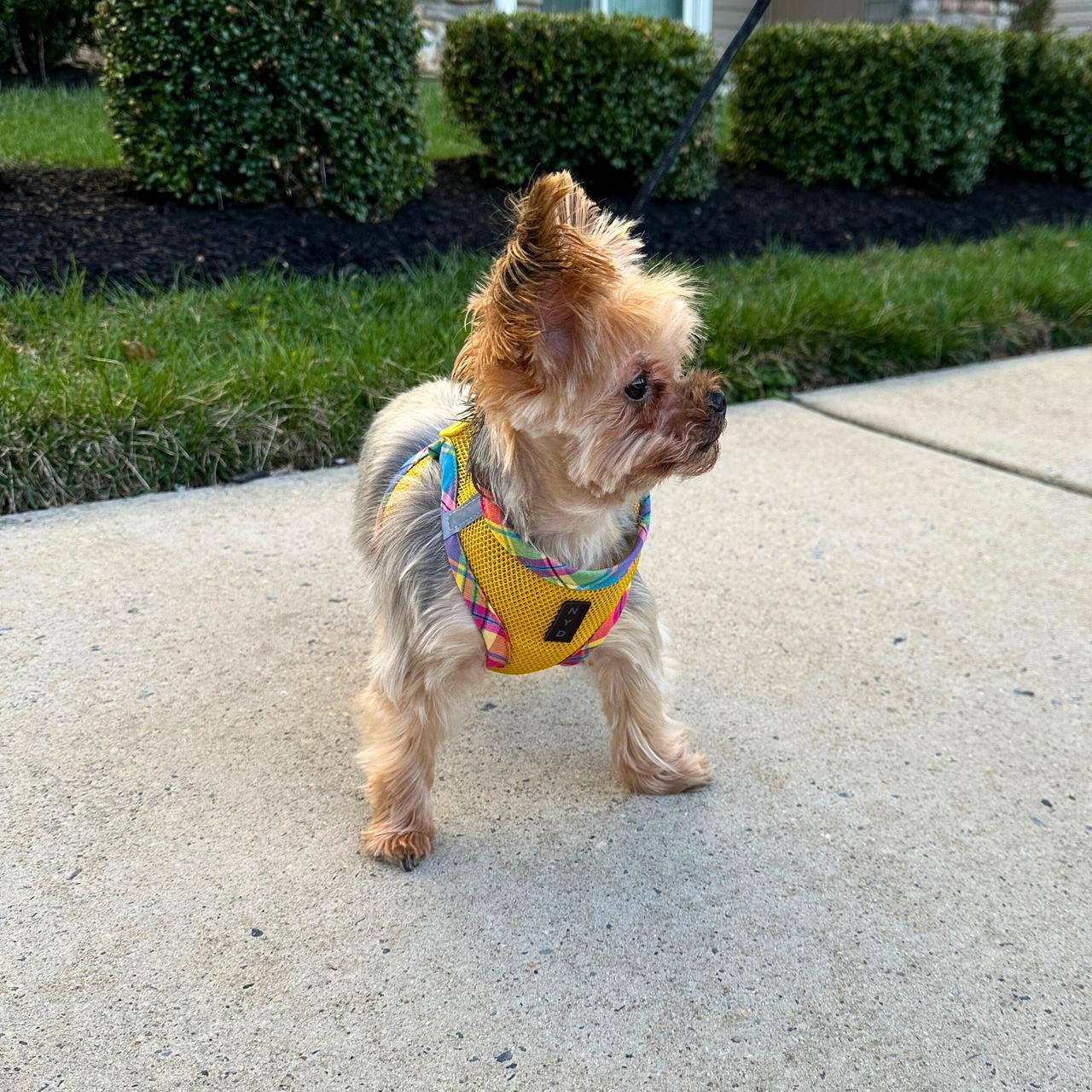  NYD Open Mesh Step In Harness-BUY 3  FOR $17.95 EACH-NEW COLORS 