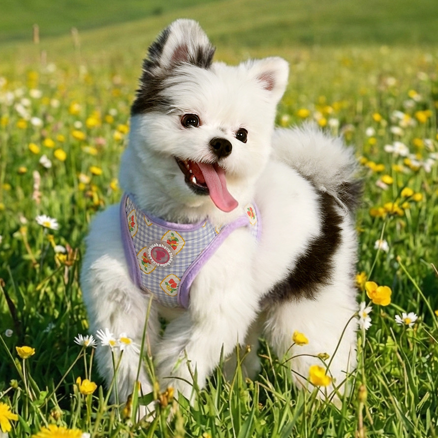 Pinkaholic Trixie Vest Harness B-100% Cotton