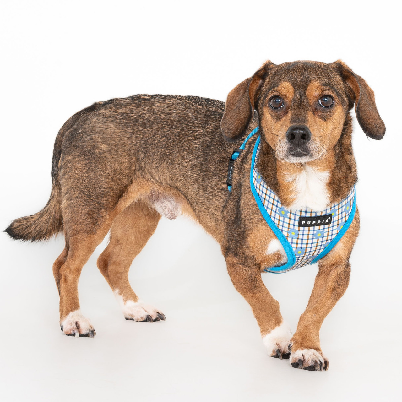 Puppia Westley Cotton Harness A