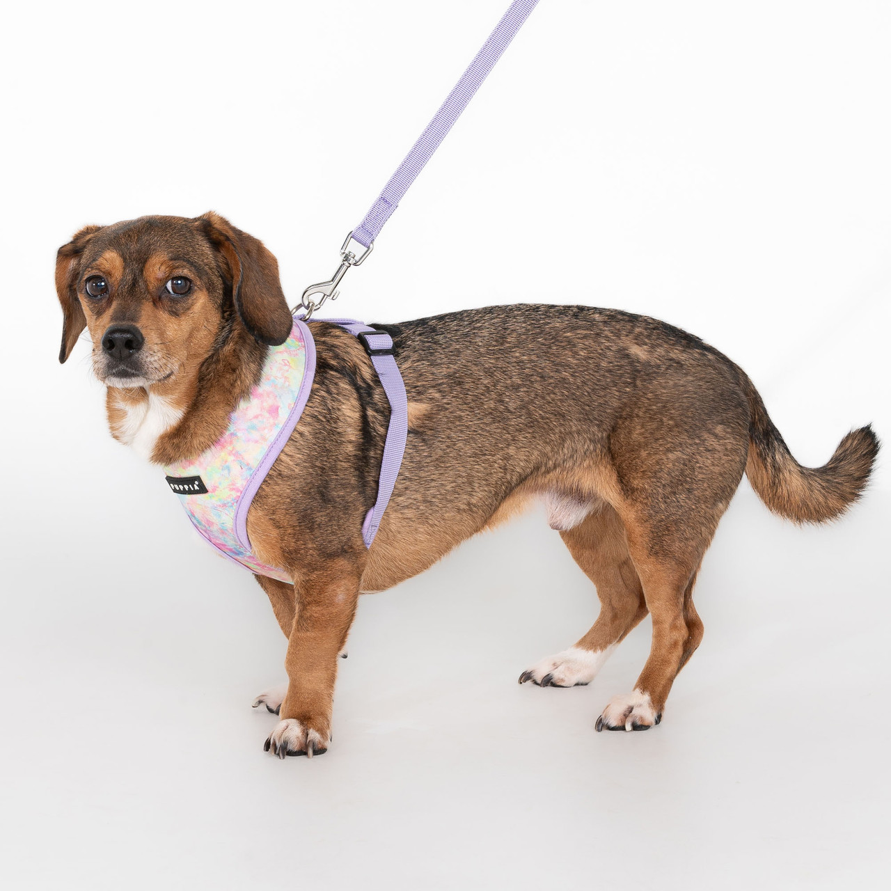 Puppia Nola Cotton Harness A