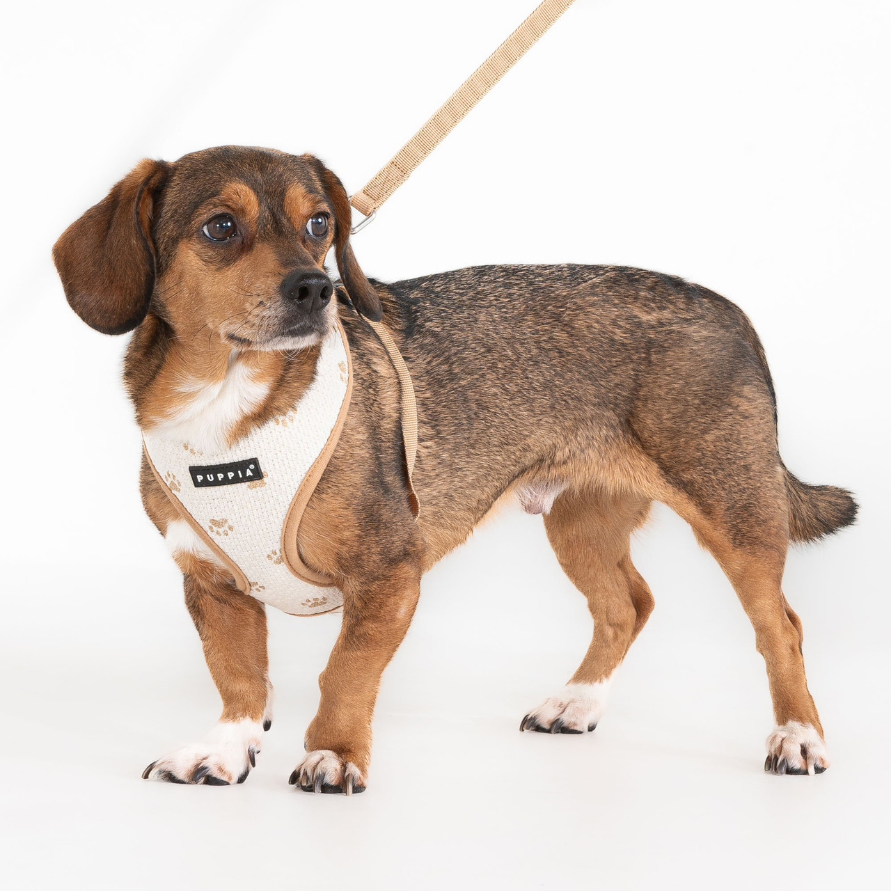 Puppia Pawprint Harness A