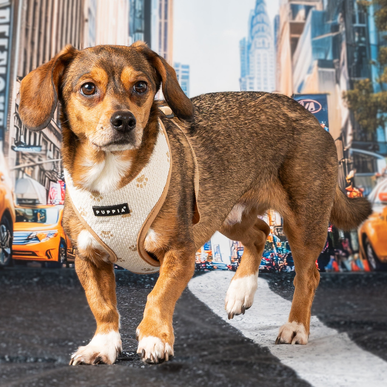 Puppia Pawprint Harness A