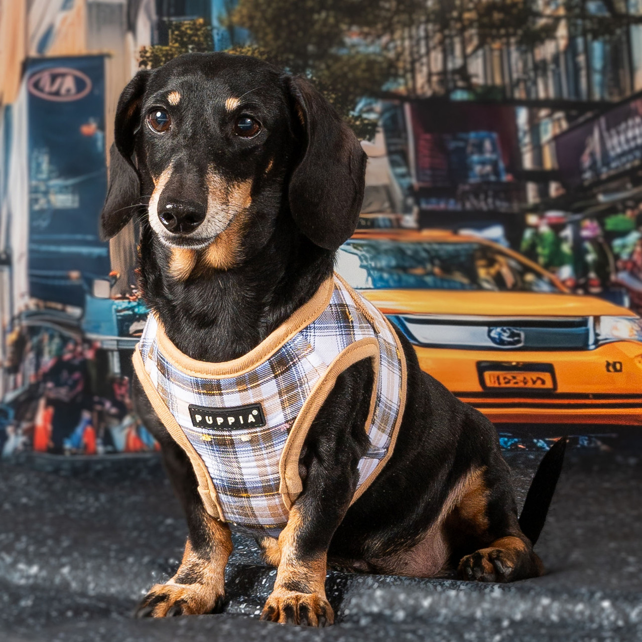 Puppia Windsor Vest Harness B