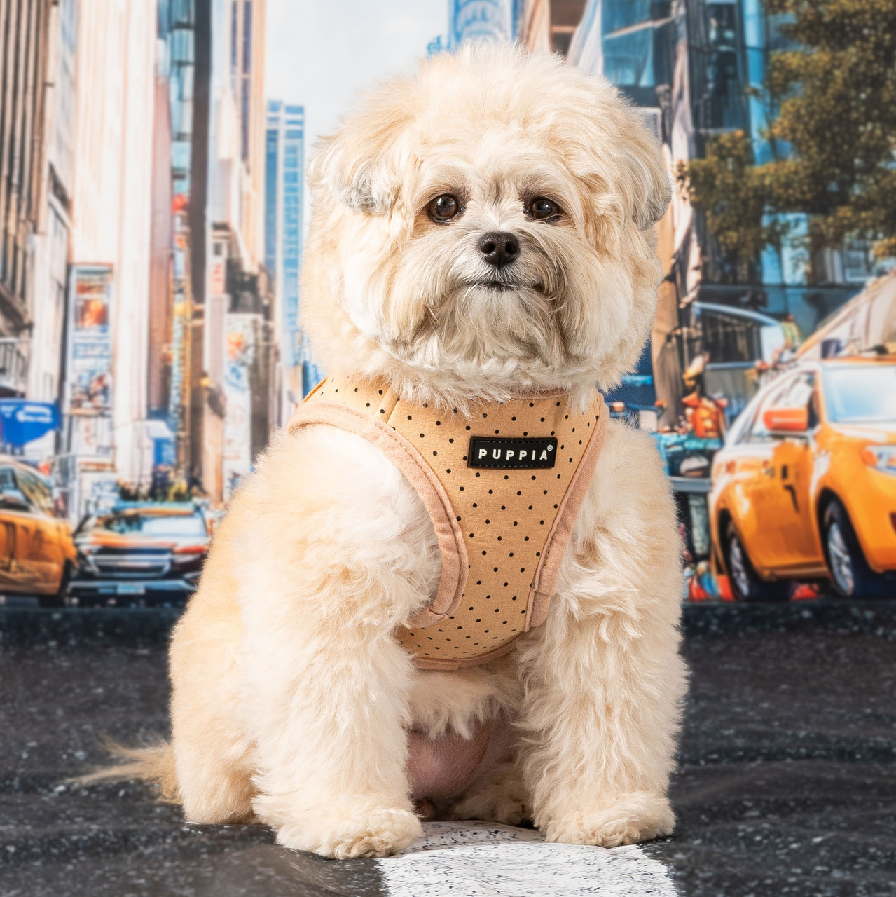 Puppia Dotty Vest Harness B-NEW COLORS