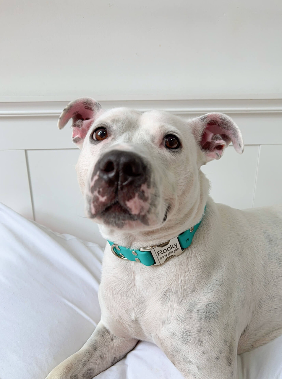 Waterproof Leather Alternative Dog Collar with Engraved Buckle Option -Mimi Green