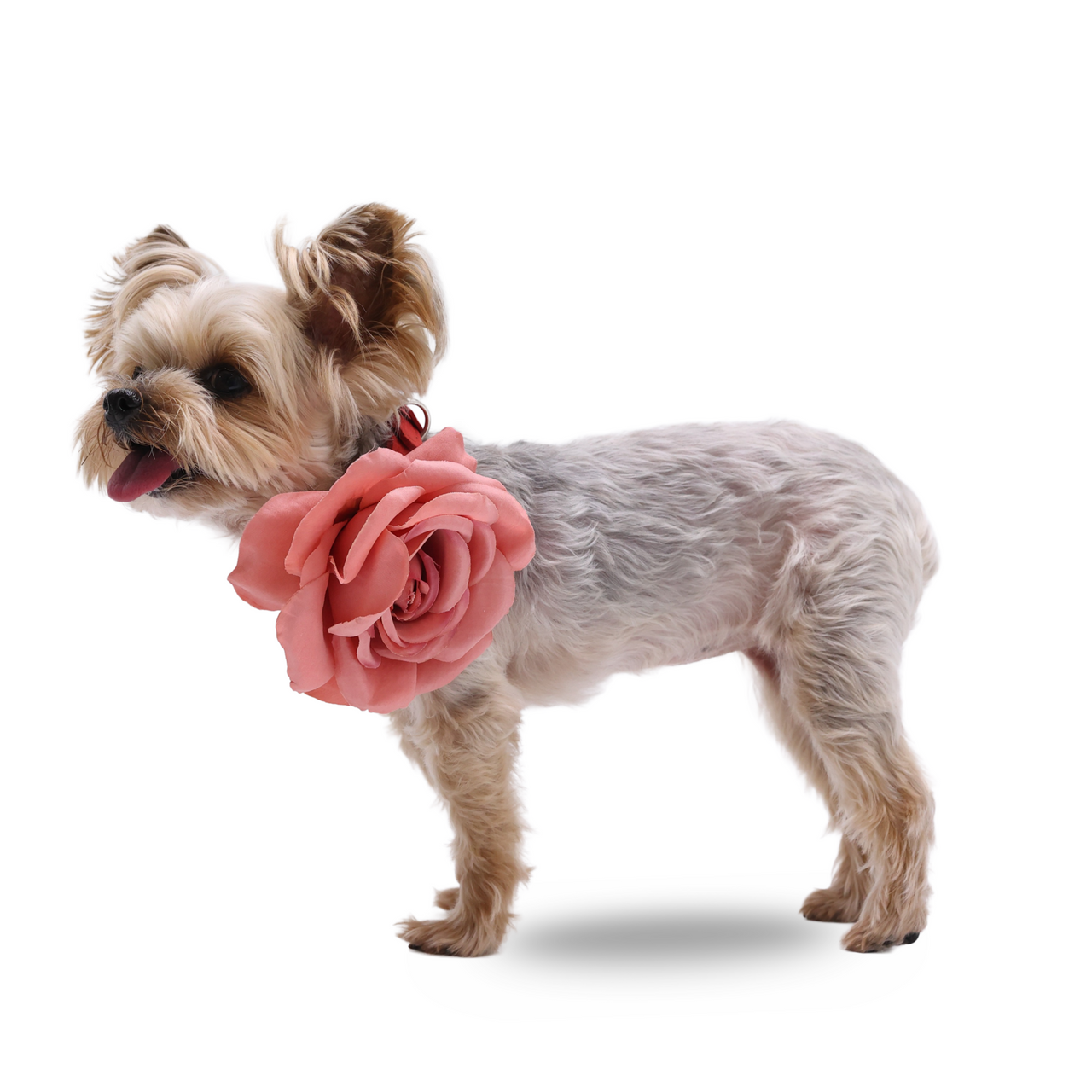 EasyBow Rose 3