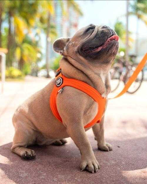 NEW Buddy Belt Sport Vibrant Harness