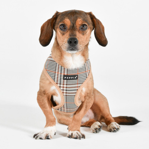 The New York Dog Shop Shop Online