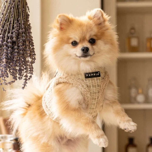 Puppia Stellar Harness Vest(B)