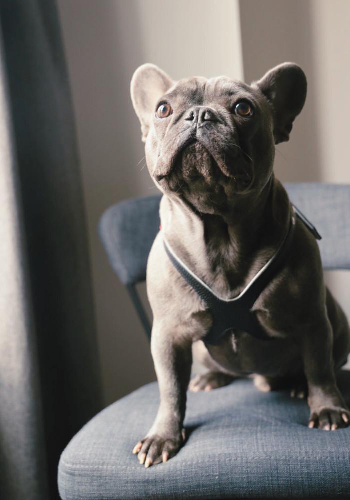 Buddy Belt Classic Leather Harness