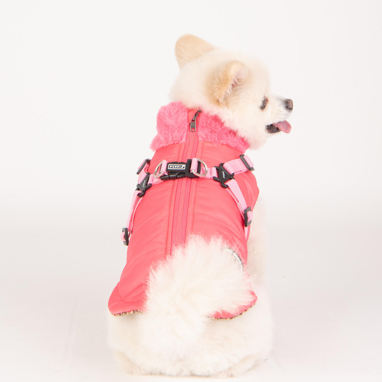 Puppia donovan