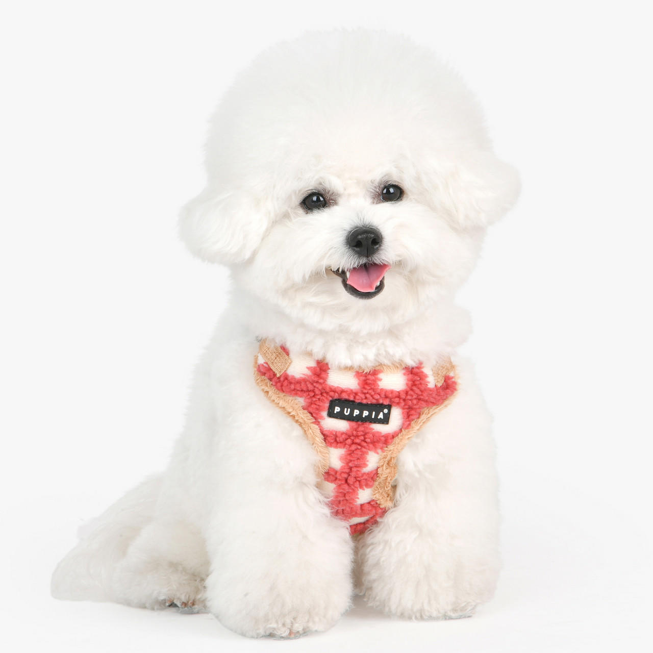 Louis Vuitton Bichon Frise Dog Collar, Bichon Finder