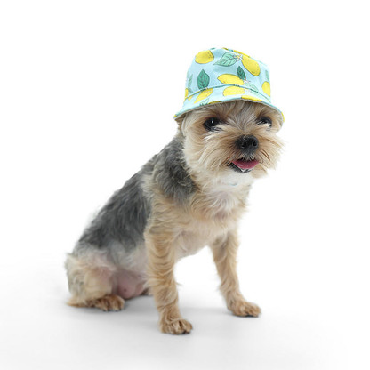 Your Pet on Hat Lemon