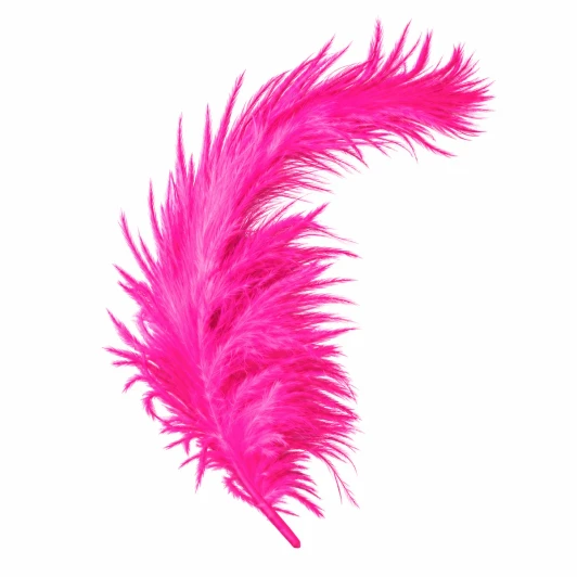 Bright pink decorative feather with a curved plume on a white background.