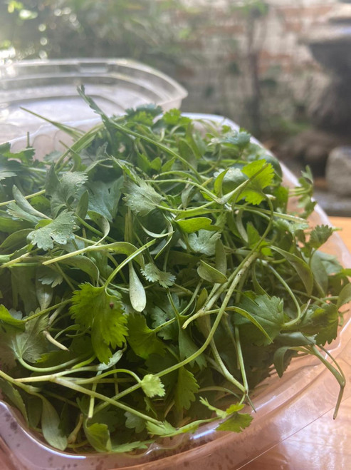 Cilantro baby 50 gr